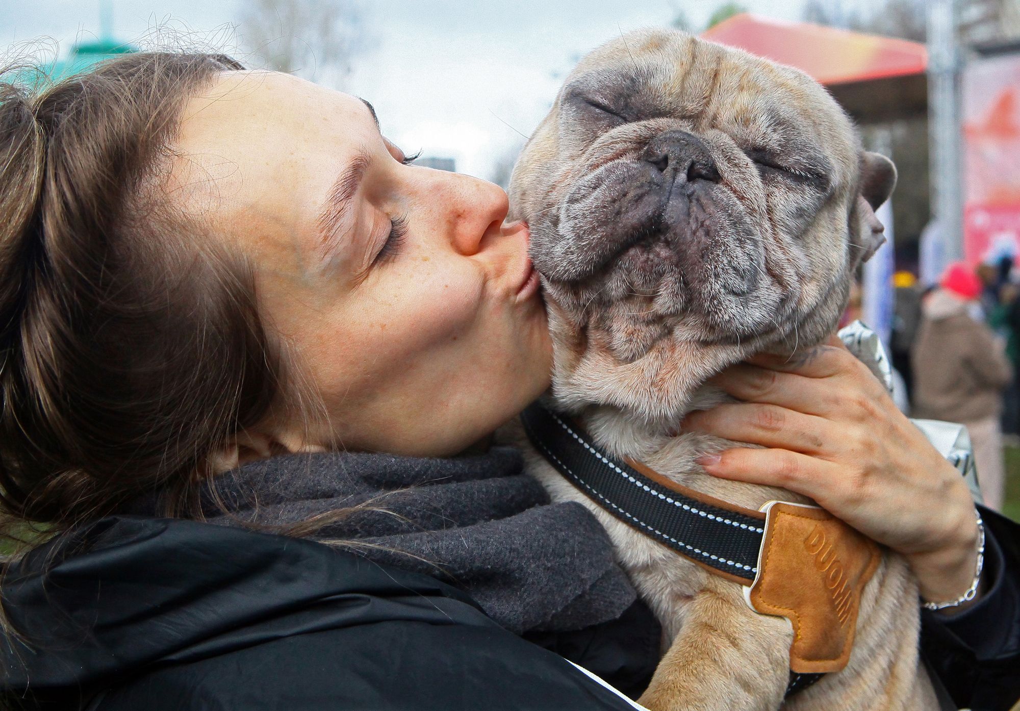 собака, бульдог, фото Михаила Ковалёва