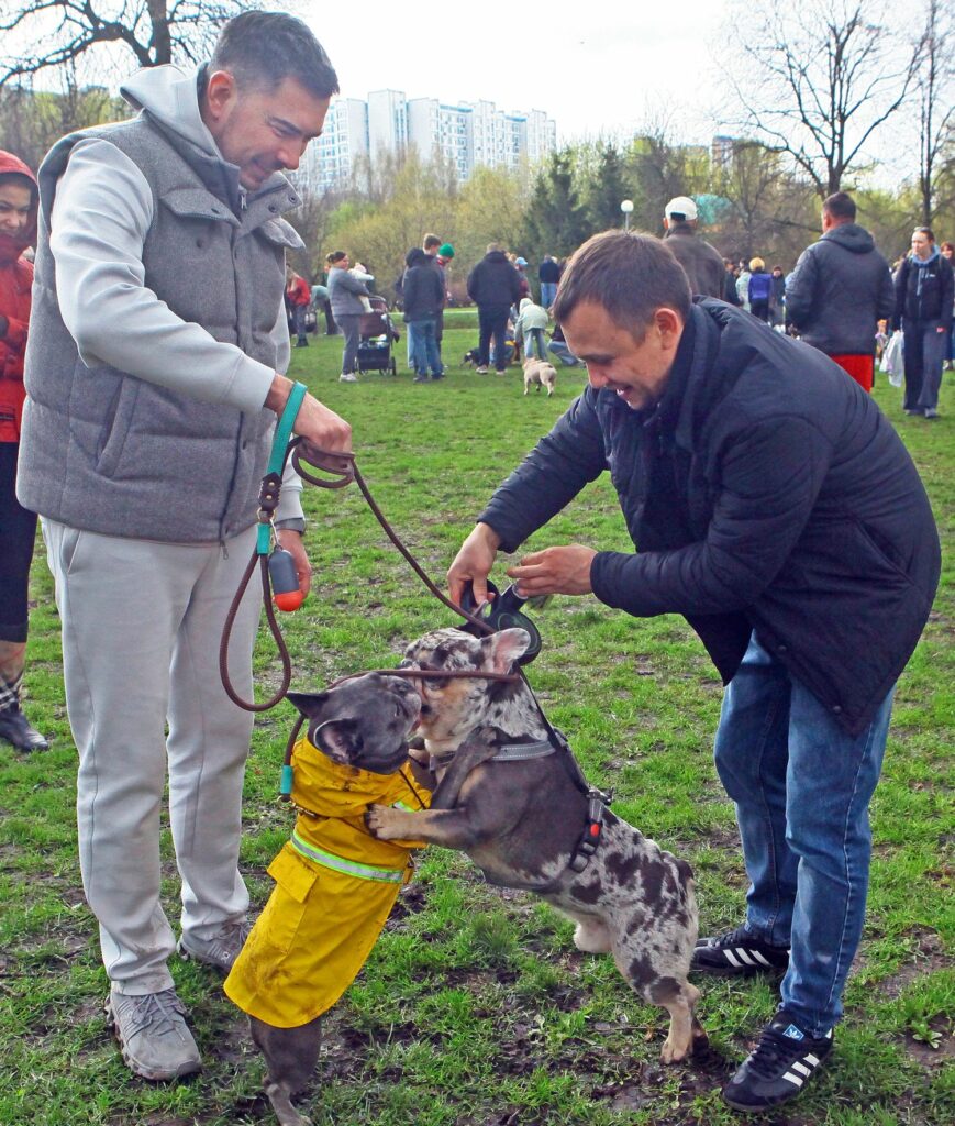 собака, бульдог, фото Михаила Ковалёва