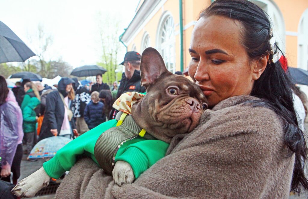собака, бульдог, фото Михаила Ковалёва