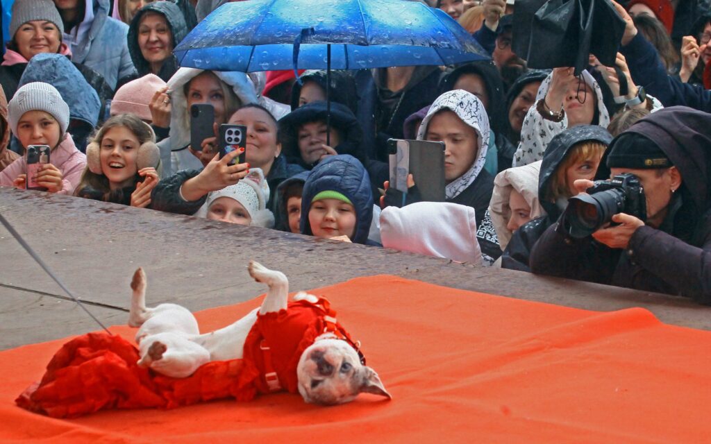 собака, бульдог, фото Михаила Ковалёва