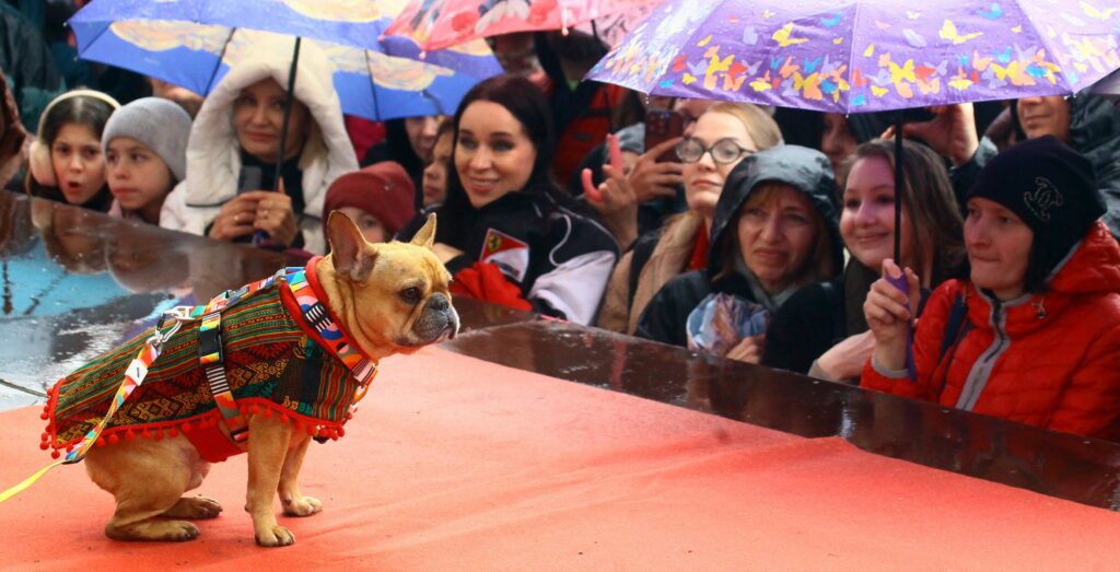 собака, бульдог, фото Михаила Ковалёва
