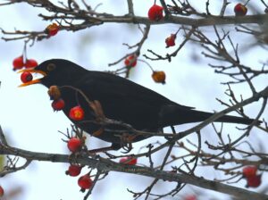 Бёрдвотчинг: откуда появляется любовь к наблюдению за пернатыми?