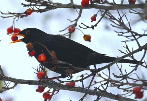 Бёрдвотчинг: откуда появляется любовь к наблюдению за пернатыми?