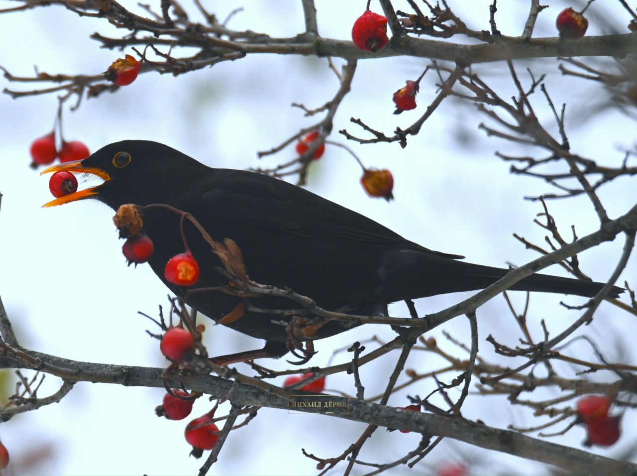 Бёрдвотчинг: откуда появляется любовь к наблюдению за пернатыми?
