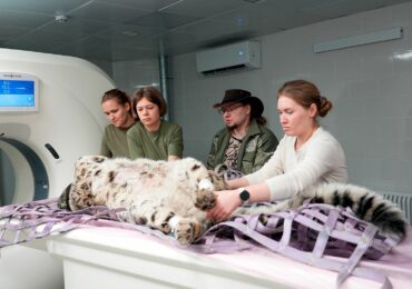 Аппарат компьютерной томографии для животных установлен в столичном зоопарке