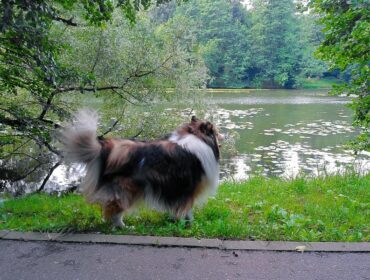 Клад Емельяна Пугачёва и орхидеи: пять поводов приехать в Кузьминский парк