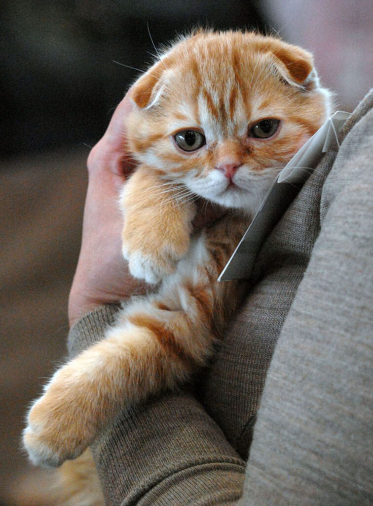 кошки, Фото Михаила Ковалёва